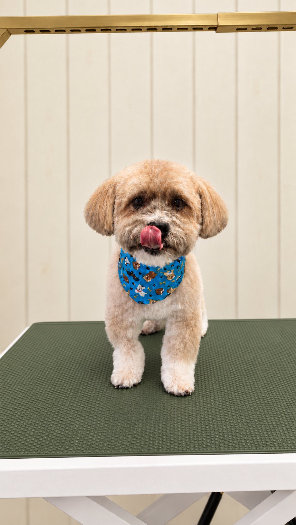 A small apricot dog with a fresh teddy-bear trim and a blue bandana, licking its nose on the grooming table