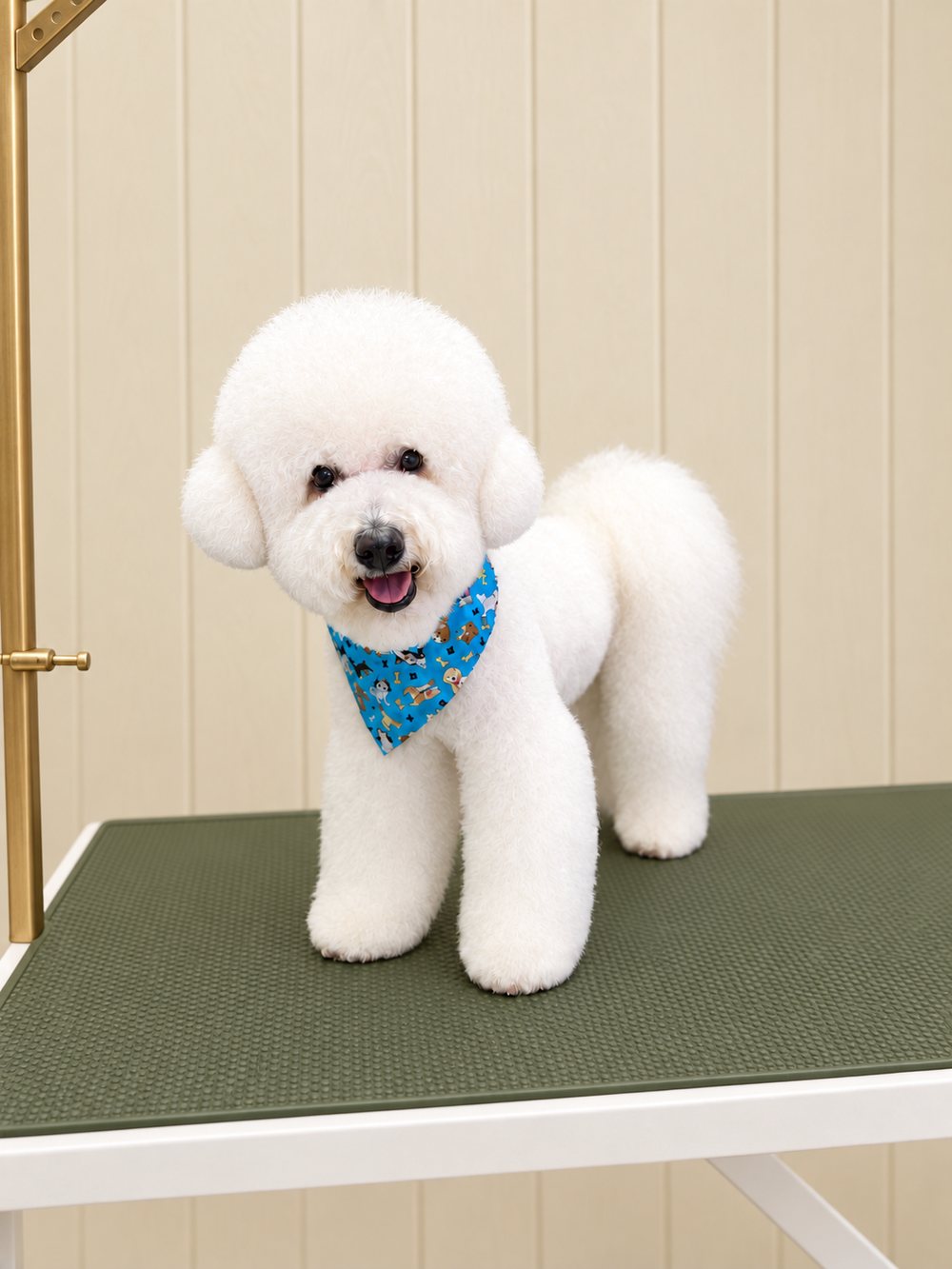 A white Bichon Frise with a fresh round trim and a blue bandana