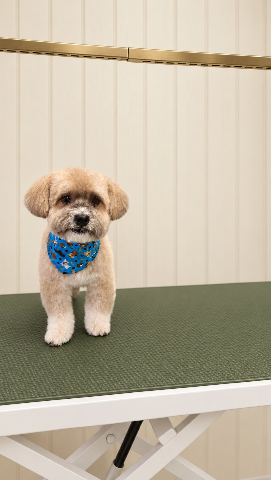 A small apricot dog with a teddy-bear trim and a blue bandana on the grooming table
